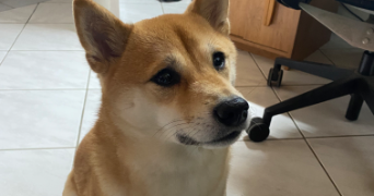 Thuy-Anh pet sitter à Arcueil 94110_13
