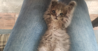 alicia pet sitter à BOURG LES VALENCE 26500_3