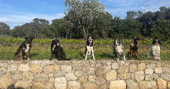 cloé pet sitter à ST RAPHAEL 83700_4