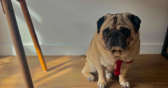 nina pet sitter à MARSEILLE 01 13001_1