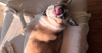 emeraude pet sitter à LA ROCHELLE 17000_6