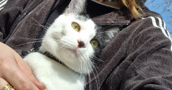 amance pet sitter à ISSY LES MOULINEAUX 92130_1