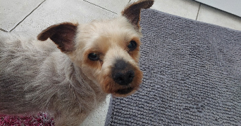 lisa pet sitter à STRASBOURG 67000_6