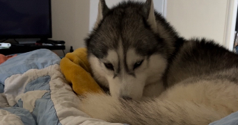 maëva pet sitter à AULNAY SOUS BOIS 93600_0