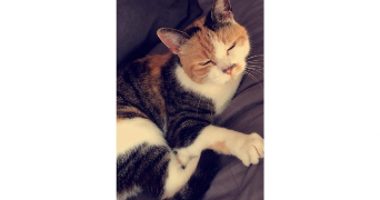 marie pet sitter à PONTAULT COMBAULT 77340_8