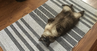 niki pet sitter à GUER 56380_2