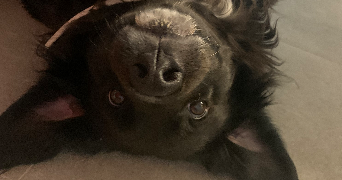 océane pet sitter à ROGNAC 13340_7