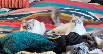 jessica cat sitter à ORSAY 91400_3