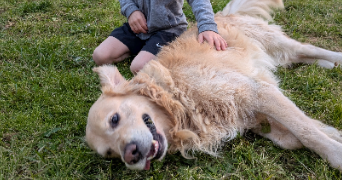 mélanie pet sitter à COUERON 44220_1