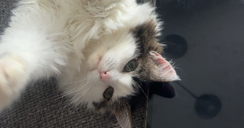 méliana pet sitter à ROYAN 17200_0