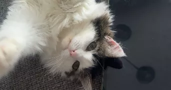 méliana pet sitter à ROYAN 17200