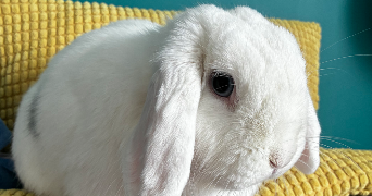 océane pet sitter à NANTES 44300_3
