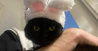 soe darli pet sitter à FRESNES 94260_0