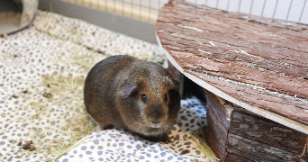 floriane pet sitter à CARBONNE 31390_5