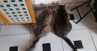 giulia pet sitter à PARIS 11 75011_2