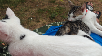 abdelhalim pet sitter à VILLEFAGNAN 16240_3