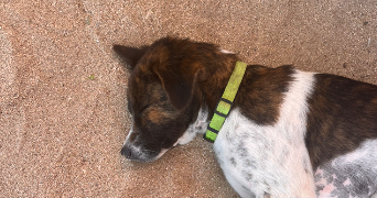 olympe pet sitter à OLIVET 45160_9