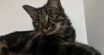 maéva pet sitter à MONTAMISE 86360_3