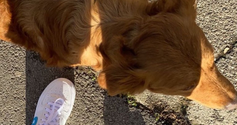 simona pet sitter à ASNIERES SUR SEINE 92600_1