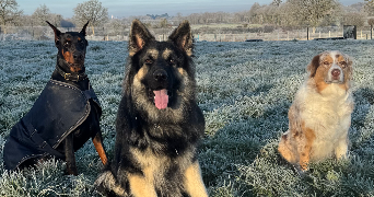 zoé pet sitter à Dompierre sur Yon 85170_1