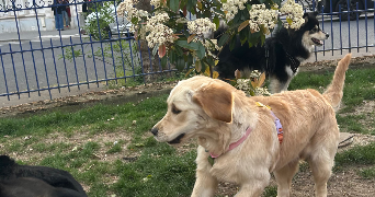 giulia pet sitter à PARIS 12 75012_0