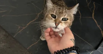 déborah  pet sitter à BETHENIVILLE 51490_2