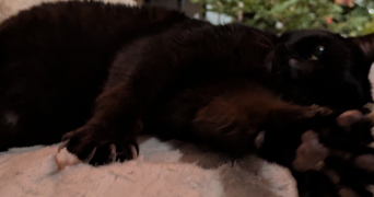 cindy pet sitter à Mandelieu la Napoule 06210_2