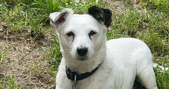 chloé pet sitter à VILLENEUVE SUR AUVERS 91580_1