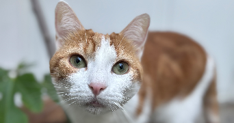 lisa pet sitter à PARIS 09 75009_9