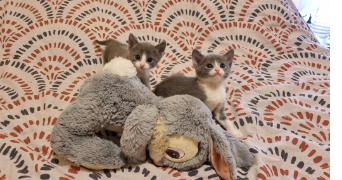 tatiana pet sitter à Luçon  85400_3