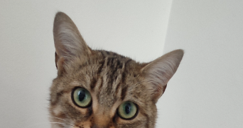 marion pet sitter à CHANTELOUP EN BRIE 77600_6