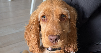 amandine pet sitter à COURDIMANCHE 95800_6