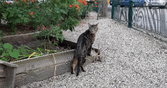 lou pet sitter à RENNES 35000_5