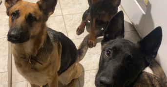 anaelle pet sitter à Reims 51100_15