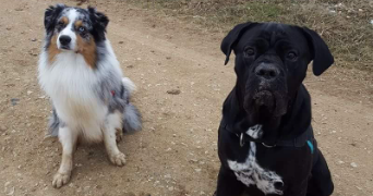 laure pet sitter à GUJAN MESTRAS 33470_4