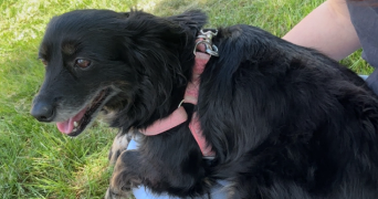 cassandra pet sitter à TOURS 37100_5