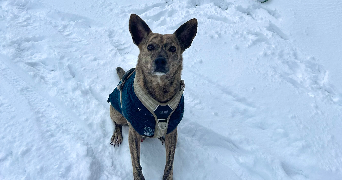 axel pet sitter à SEPTEUIL 78790_1