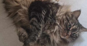 astrid pet sitter à MONTPELLIER 34000_2