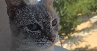 kaoutar pet sitter à L HAY LES ROSES 94240_0
