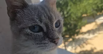 kaoutar pet sitter à L HAY LES ROSES 94240