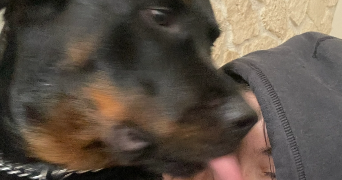 loanne pet sitter à MAILLY LA VILLE 89270_3