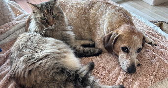 vanina pet sitter à APPIETTO 20167_4