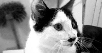 lisa pet sitter à LES AGEUX 60700_0
