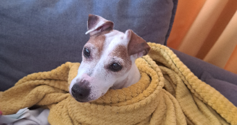 marlene pet sitter à CHERBOURG EN COTENTIN 50120_2