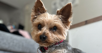 victoria pet sitter à BREBAN 51320_1