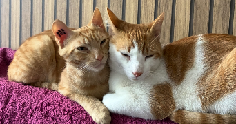 ines pet sitter à BEZIERS 34500_2