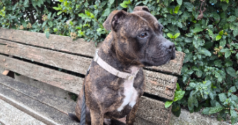 prescillia pet sitter à LALEVADE D ARDECHE 07380_2