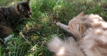 thomas pet sitter à ST DENIS 93200_3