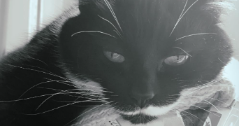 manollie pet sitter à Jons 69330_0