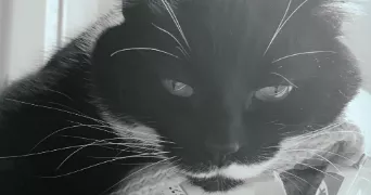 manollie pet sitter à MEYZIEU 69330